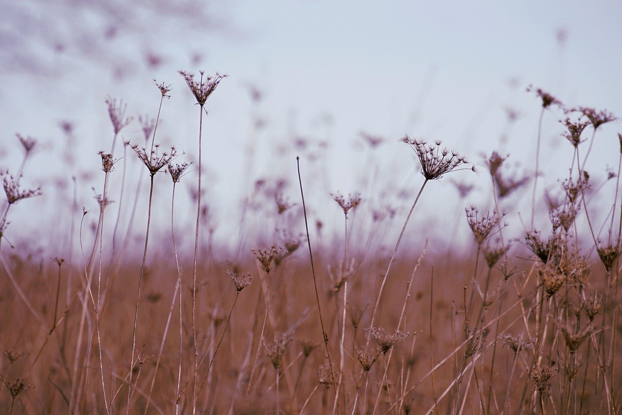 meadow-8340288_1280.jpg